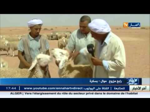 شاهد مصدر لسلالة أولاد جلال وميزة كباشها