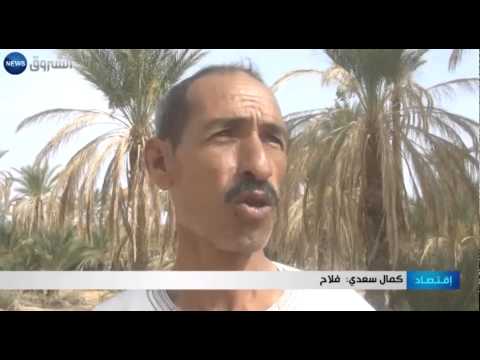 تراجع إنتاج التمور في منطقة بسكرة الجزائرية أخيرًا