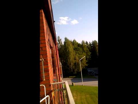 سنجاب يقفز من سطح المنزل إلى شجرة