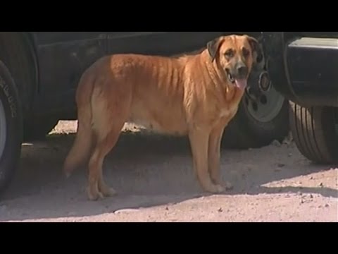 كلبة حامل تنقذ حياة طفل بإرضاعه