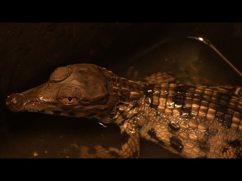 شاهد حاضنة لصغار تماسيح مهددة في حديقة أبيدجان