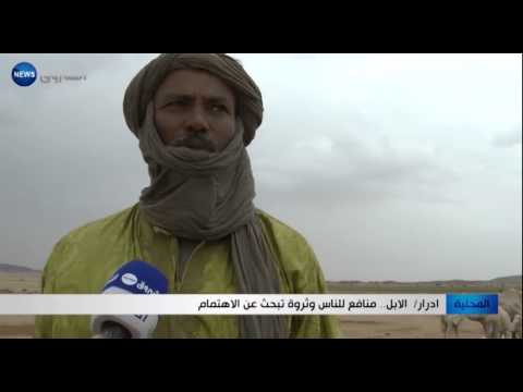 الابل منافع للناس وثروة تبحث عن الاهتمام