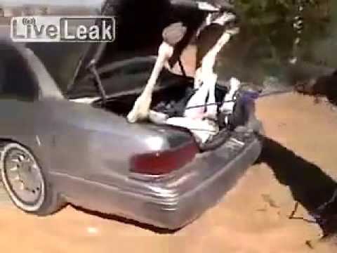 رجل يضع جملًا في حقيبة سيارة ملاكي