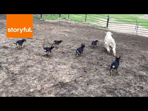 شاهد خروف واحد وستة كلاب مكلفة بحراسته