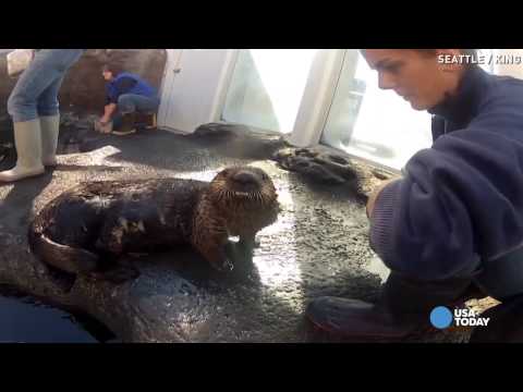 شاهد أنثى كلب بحر تصاب بالربو وتتعلم استخدام المستنشق