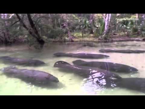 مجموعة من خراف البحر تسبح أسفل سائحين