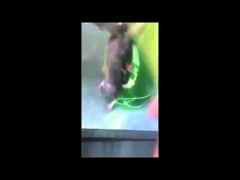 لقطات مروعة لرجل يربط فأرين في زجاجة بيرة لتعذيبهما