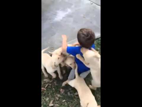 شاهد جراء تحاول التعبير عن حبها لطفل