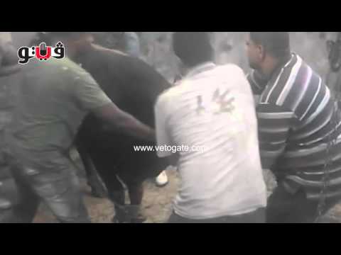 بالفيديوعجل يتسبب في هبوط أرضي أثناء ذبحه