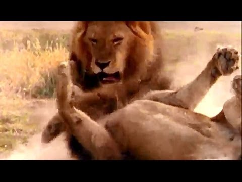 شاهد 10 معلومات لم تعرفها عن الأسد