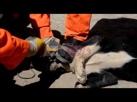 شاهد الكلاب الضالة خطر يهدد حياة الجزائريين