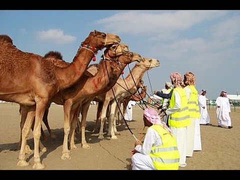 شاهد مركز حمدان بن محمد يعلن تنظيم أول ماراثون للهجن
