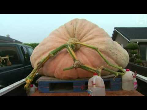 شاهد أضخم ثمرة قرع في أميركا