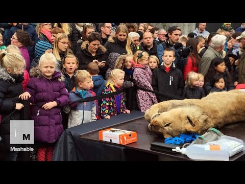 شاهد حديقة تعدم أسدا وتشرحه أمام الأطفال