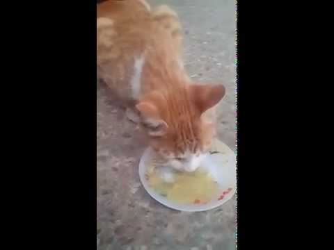 شاهد لقطات طريفة لقط يشتهي البيصرة