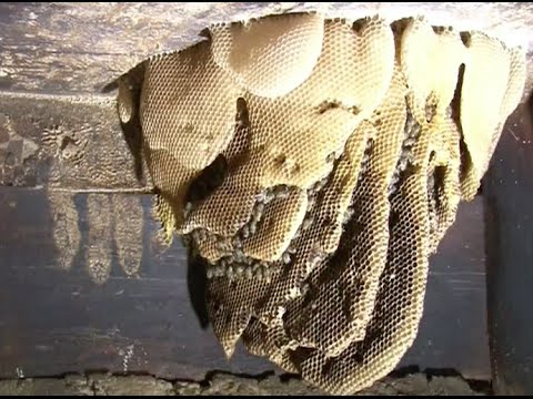 3 أجيال من البشر تعيش مع خلية نحل ضخمة منذ 60 عامًا