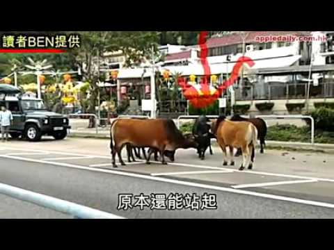 قطيع من الثيران يثير دهشة سكان هونغ كونغ