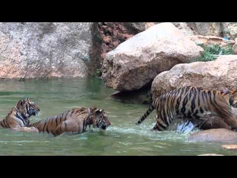 بالفيديو  نمور تلعب مع مدربها كالقطط الأليفة