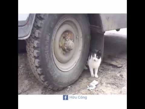 شاهد توم وجيري النسخة الأصلية