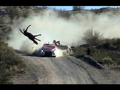 شاهد  أخطر حوادث الحيوانات