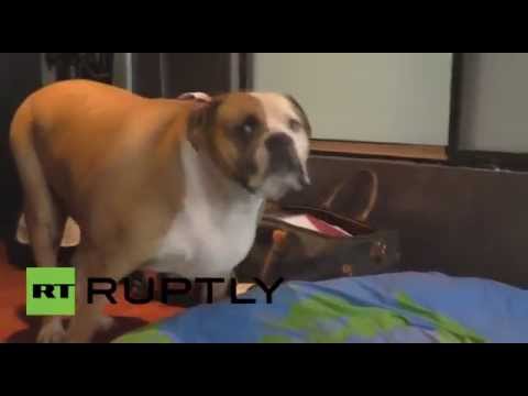 شاهد الكلب هانك الدبابة يظهر مسترخيًا في منزله