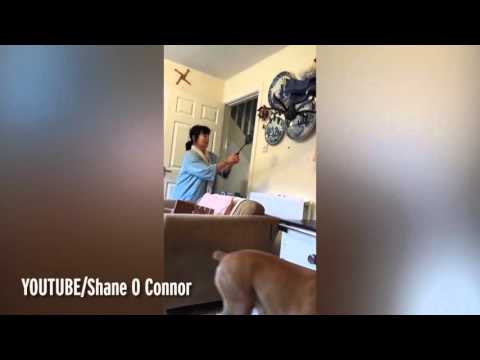 مواجهة مثيرة بين سيدة بريطانية وعنكبوت في منزلها