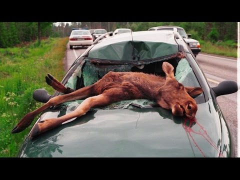 شاهد أقوى حوادث الحيوانات للعام 2015