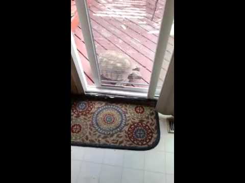 سلحفاة تفتح الأبواب المغلقة بمهارة