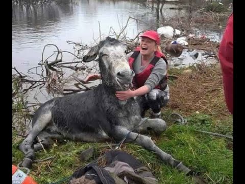 شاهد حمار يضحك بعد إنقاذه من مياه الفيضانات