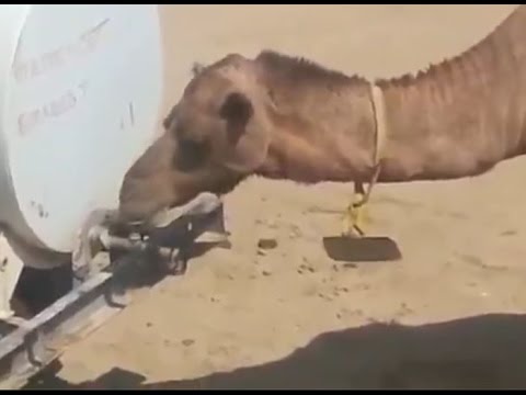 فيديو جمل ذكي يفتح الصنبور بفمه ليشرب ثم يغلقه