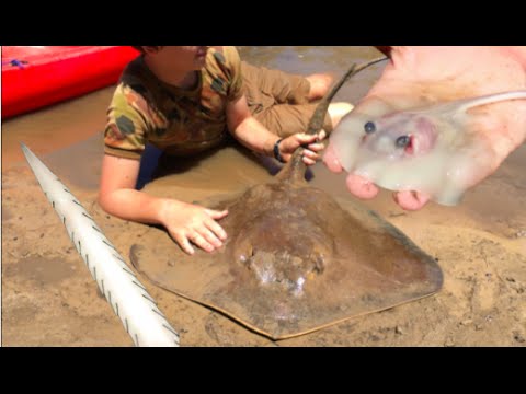 طفل يشارك فىي ولادة نادرة وخطيرة لـ 12 سمكة “لساع”