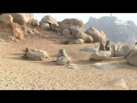 شاهد قلق بسبب قردة البابون في السعودية