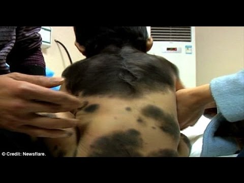 بالفيديو طفل يبلغ عام وينمو له فراء كالحيوانات