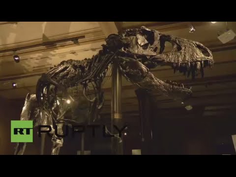 عرض أول هيكل عظمي كامل لديناصور عملاق