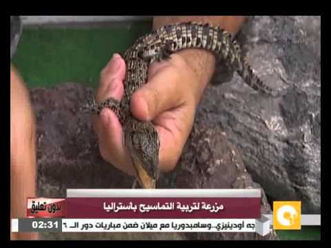 مزرعة لتربية التماسيح بأستراليا