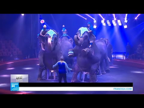 شاهد الفيلة تقدم عرضًا خاصًا للجمهور