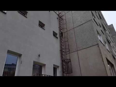 قط نينجا ينجح في صعود مبنى ضخم