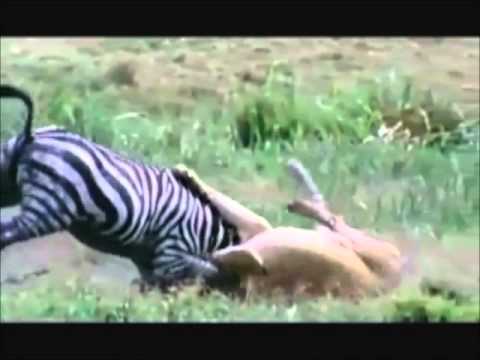 شاهدأقوى عشر هجمات للحيوانات المفترسة