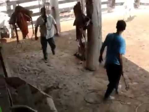 شاهد  ثور هائج ينتقم من شاب