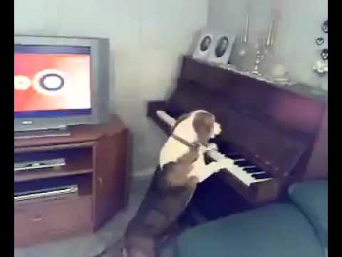 شاهد كلب يندمج في العزف على البيانو ويغني