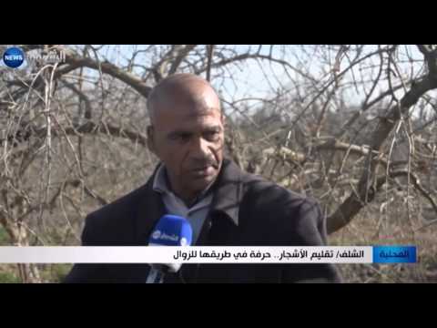 شاهد تلقيم الأشجار حرفة في طريقها للزوال