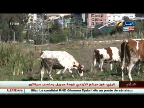 شاهد آخر أخبار المال والأعمال في الجزائر
