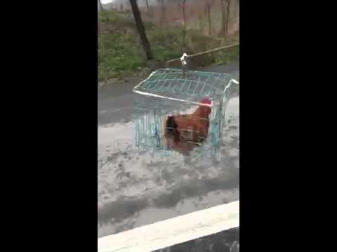 كلب يسوق عربة أثناء مطاردة دجاجة