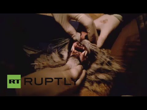 شاهد إنقاذ نمر من هجوم كلب