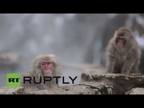 شاهد قرود الثلج تواجه برد الشتاء في اليابان