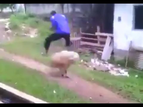 شاب يستعرض مهاراته الرياضية بالقفز فوق خروف