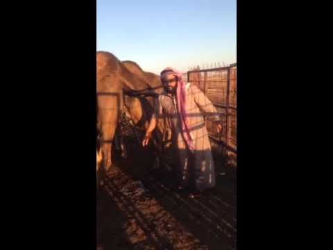 فيديو سعودي يشرب ويغتسل ببول الإبل