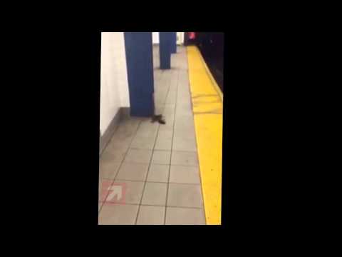 شاهدفأر يجر آخر نافق