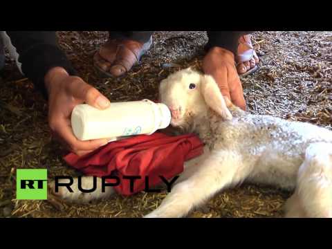 نعجة تلد حملا براسين وأربع عيون في قطاع غزة