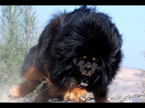 شاهد أقوى 10 حيوانات مفترسة في العالم